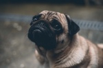 Cute pug pictures desktop wallpaper