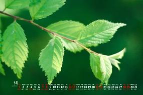 May 2022 green leaves forest eye protection calendar wallpaper