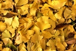 Autumn ginkgo leaves pictures desktop wallpaper