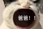 猫咪爸爸表情包