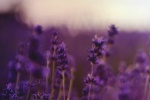 Purple lavender flower sea mobile wallpaper