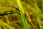 HD rice picture desktop wallpaper