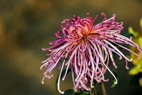 Double Ninth Festival chrysanthemum photography pictures desktop wallpaper