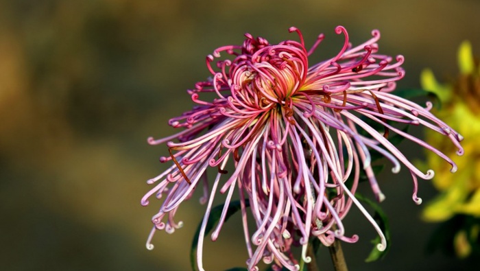 Double Ninth Festival chrysanthemum photography pictures desktop wallpaper
