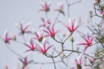 Pink celestial magnolia pictures