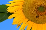 Sunflower sunflower mobile wallpaper