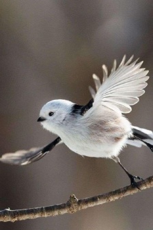 萌翻所有人的銀喉長尾山雀