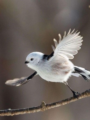 The adorable silver-throated long-tailed tit
