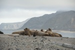 HD walrus pictures