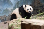 Pictures of China's national treasure giant panda