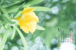 January 2022 small fresh green flower computer calendar wallpaper