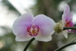 Phalaenopsis pictures desktop wallpaper