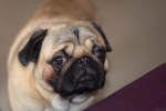 Cute and cute pug pictures