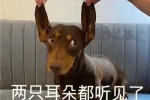 两只耳朵都听见了