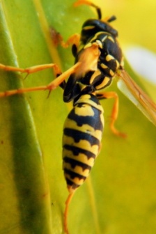 黃蜂圖片 野生的大黃蜂圖片