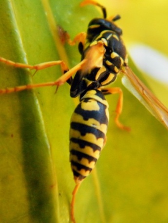 Wasp Pictures Wild Bumblebee Pictures