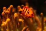 Beautiful underwater world pictures desktop wallpaper