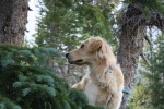 Golden Retriever Pictures