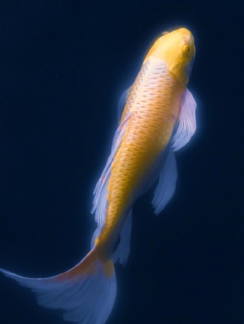 锦鲤好运降临手机壁纸