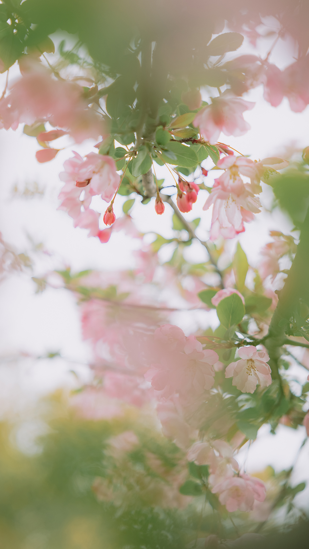 粉色花卉风景手机壁纸