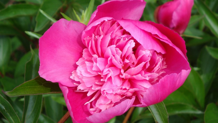 Beautiful peony flower pictures desktop wallpaper