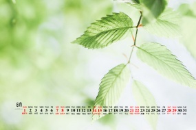 August 2021 green leaves eye protection fresh desktop calendar wallpaper
