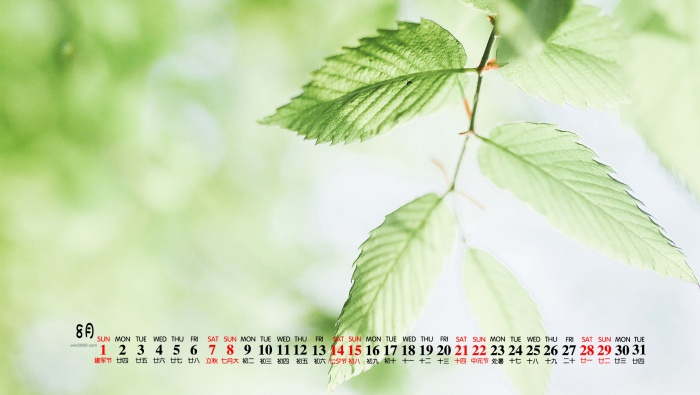 2021年8月綠葉護眼清新桌麵日曆壁紙