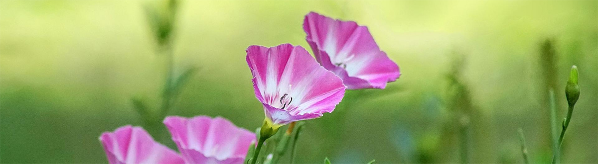 Complete collection of small fresh wallpapers