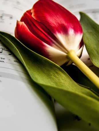 教师节唯美花朵手机壁纸