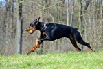 Doberman Pinscher Pictures Doberman Pinscher Pictures