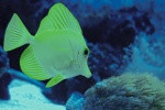 Yellow high-fin surgeonfish picture desktop wallpaper
