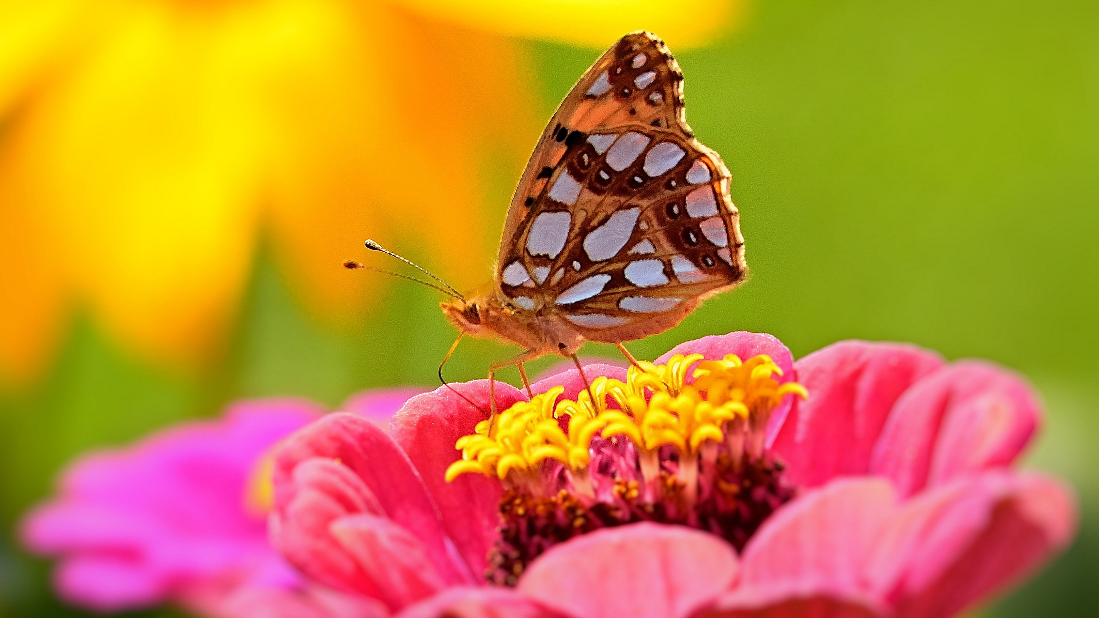 百日菊上的蝴蝶图片桌面壁纸