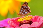 Butterfly on zinnias picture desktop wallpaper