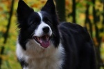 border collie pictures