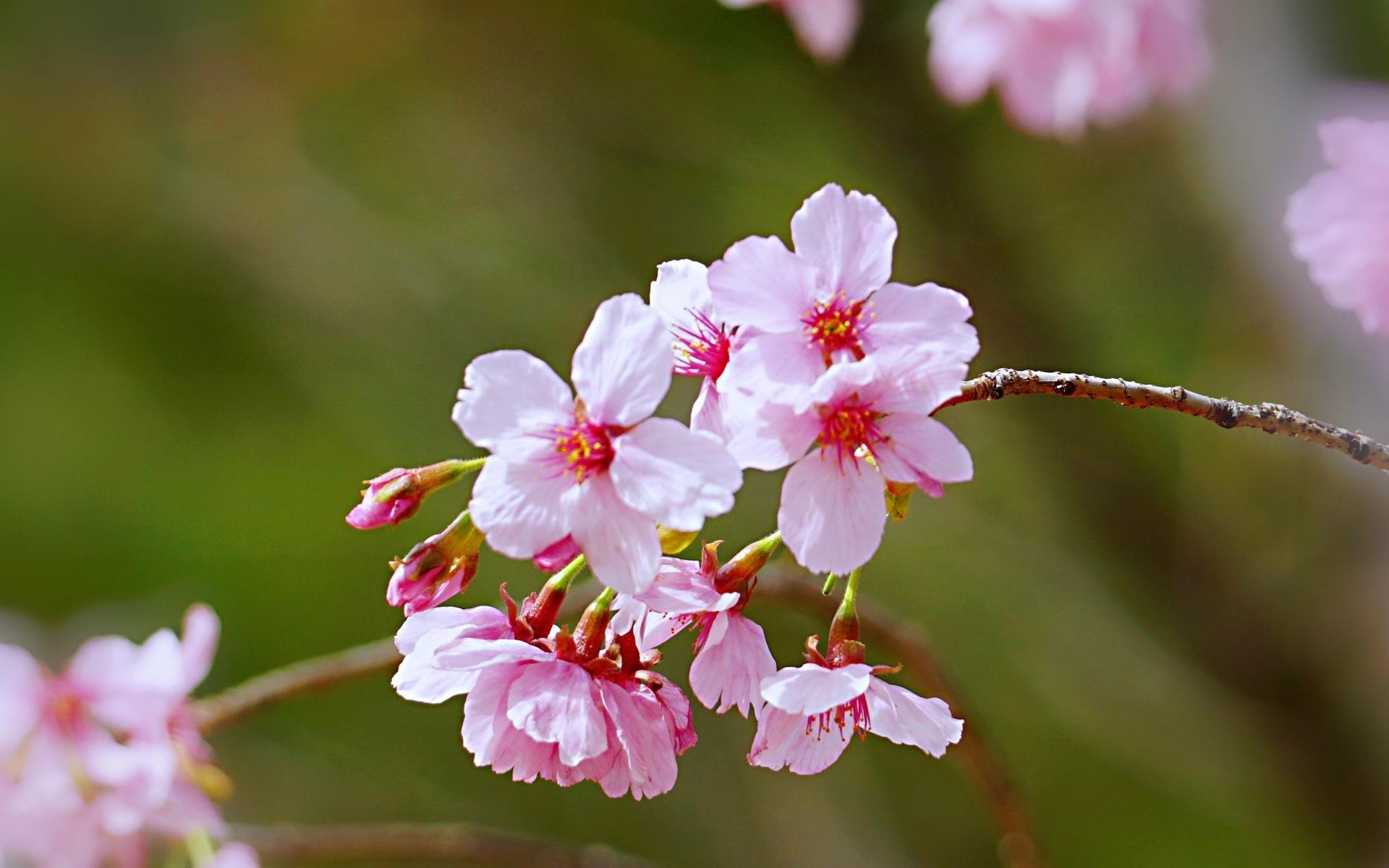 春天的樱花高清摄影图片桌面壁纸