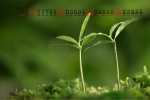 April 2021 Eyesight Protecting Green Fresh Desktop Calendar Wallpaper