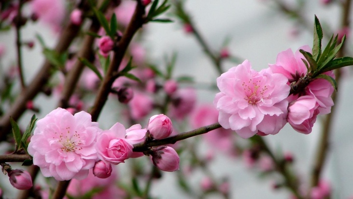 March peach blossom