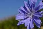 HD wild chicory pictures desktop wallpaper