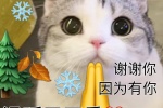 听我说谢谢你猫咪表情包