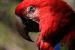 Colorful macaw pictures
