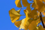 Beautiful ginkgo leaves pictures desktop wallpaper