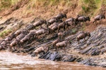 Wildebeest pictures in African grassland