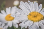 Beautiful HD Daisy Pictures Desktop Wallpaper