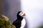 arctic puffin pictures