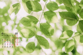 April 2022 small fresh flowers calendar wallpaper picture