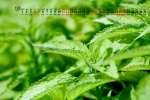 Eye-protecting green leaves HD calendar wallpaper for December 2022
