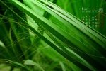 Eye-protecting green plants HD calendar wallpaper for January 2022