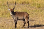 Waterbuck material picture desktop wallpaper