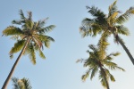 Coconut tree pictures desktop wallpaper