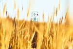 Solar term Xiaoman computer wallpaper with the fragrance of wheat